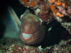 smile by Marc Van Den Broeck 